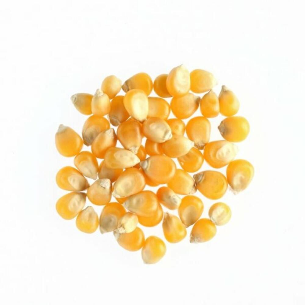 Καλαμπόκι για Ποπ Κορν